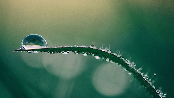 Vanddråbe på græsstrå