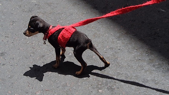 Hund i snor Hund i snor