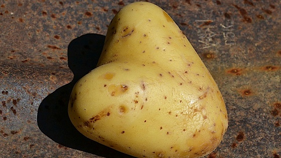 Hjertekartoffel Hjertekartoffel