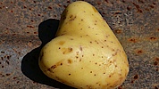 Hjertekartoffel Hjertekartoffel
