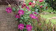 Blomster Blomster