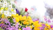 Blomster