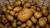 Kartofler Kartofler