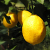 Citrontræ Citrontræ