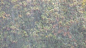 Regn 100px Regn 100px